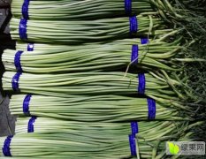 山东金乡红袍蒜薹绿色无公害