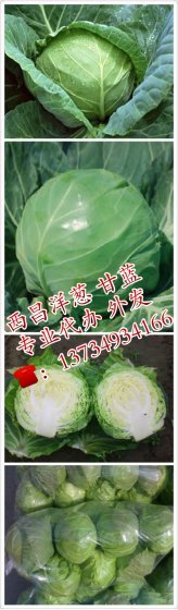 西昌甘蓝已大量上市、诚邀各地收购商考察合作