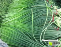 金乡县强伟贸易有限公司常年大量供应优质红冒蒜苔