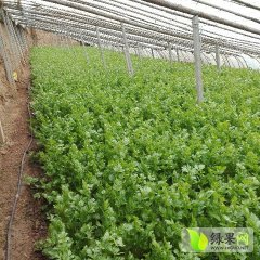驿城河南刘先生1月美国西芹芹菜