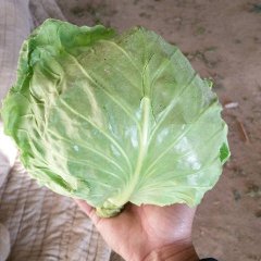 滦南姚王胡先生11月8398甘蓝