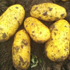 围场土豆产销两旺四区孙立坤诚信合作