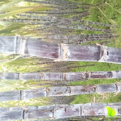 黑皮甘蔗产地，甘蔗价格