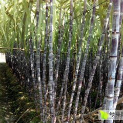 广东甘蔗遇冰雨，价格暴跌