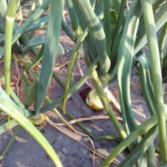 四川西昌黄皮洋葱质量上乘