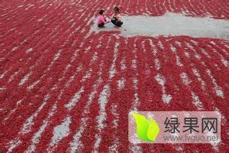 山东金乡金塔辣椒质量上乘