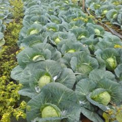 湖北钟祥 多福甘蓝 大量上市质优