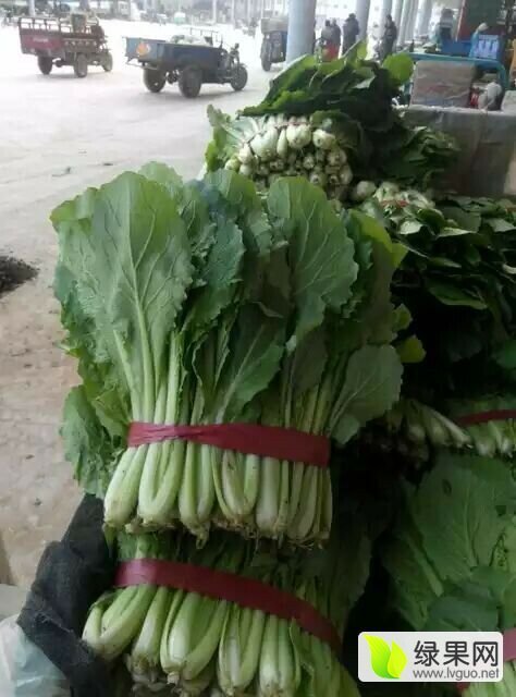 2017年河北永年小白菜价格
