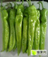 山东莘县羊角椒辣椒长势旺盛
