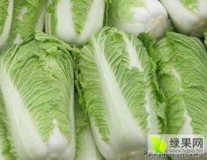 夏邑白菜 商丘地区最大的白菜种植基地