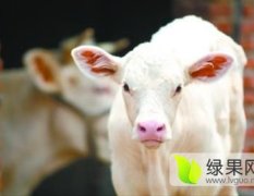2016忻府肉牛再不来就没机会了！