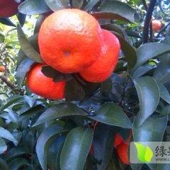 广西恭城沙糖桔价格适宜