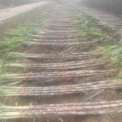 仙桃彭场林胜1月糖蔗甘蔗