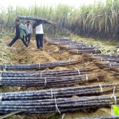 宾川甘蔗上市，欢迎！