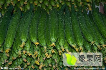 2015年山东沂南中农106黄瓜价格