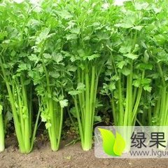 沂南代收西芹蔬菜市场开始上市了