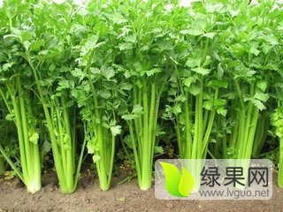 2015年山东沂南西芹价格