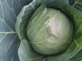 西昌双林袁远文12月牛心甘蓝