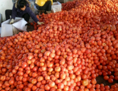高唐有大量西红柿硬粉已经上市价格合理