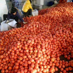 高唐有大量西红柿硬粉已经上市价格合理