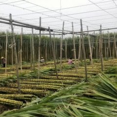 2016年广东德庆黄皮果蔗上市销售