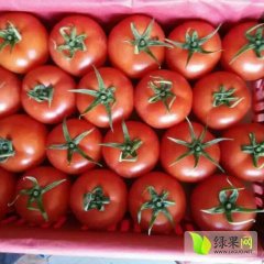 夲人长期收购销售甘肃民勤县西红柿