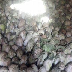 河南扶沟娃娃菜小白菜名扬天下