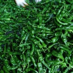 本公司大量需要小皱皮辣椒