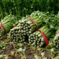 禹城市中孟先生1月法国皇后芹菜