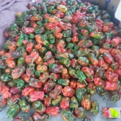 2016费县辣椒值得出手