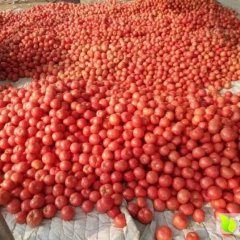 费县山东祝豪远10月硬粉西红柿