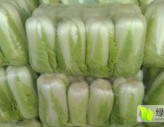 山东肥城北京新三号白菜大量发售，价格公道