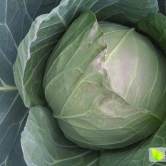 西昌甘蓝，高原蔬菜，质优价廉，四川范明宇诚信合作