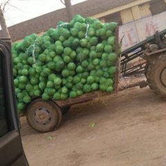 2016邓州甘蓝现在订货有惊喜