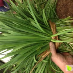 故城河北李明1月平韭6号韭菜