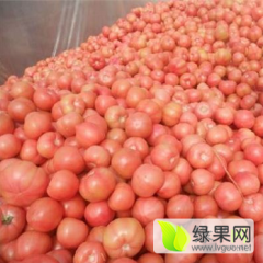 山东费县硬粉毛粉西红柿大量上市