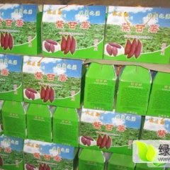 2016开封县地窖红薯开始出窖