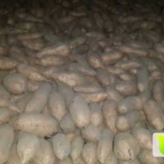 河北元氏烟薯系列红薯口感爽口