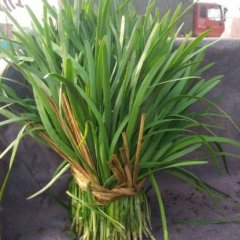 莘县韭菜绿色无公害张寨刘泽勇诚信合作