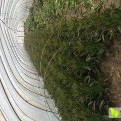 江苏海安红叶莴苣上货量大
