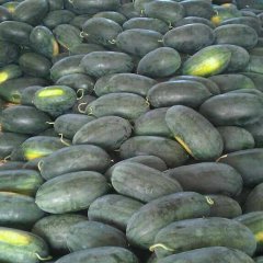 批发供应蛇皮黑美人西瓜种子
