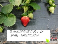 邳州草莓供应、港上万亩草莓基地