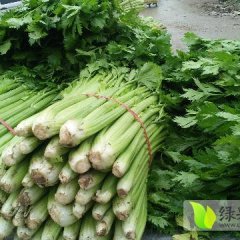 砀山辣椒营养丰富,安徽张佳诚信合作