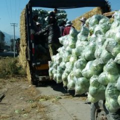 四川西昌特优甘蓝口感爽口