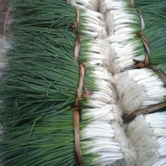 目前我这里是新种植地 香葱