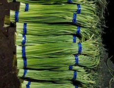 山东金乡大量长期供应优质蒜苔保证质量