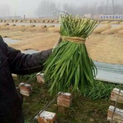 山东莘县汉中韭王韭菜聚焦市场