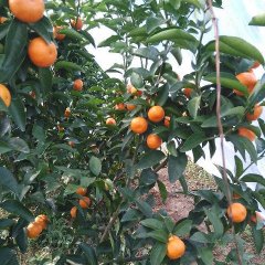 荔浦沙糖桔绿色无公害,修仁黄恒基诚信合作