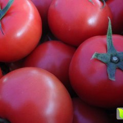 『苍南县马站镇』 大红、硬粉大量上市