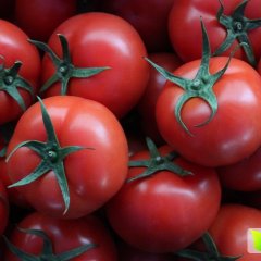 『苍南县马站镇』 大红、硬粉大量上市